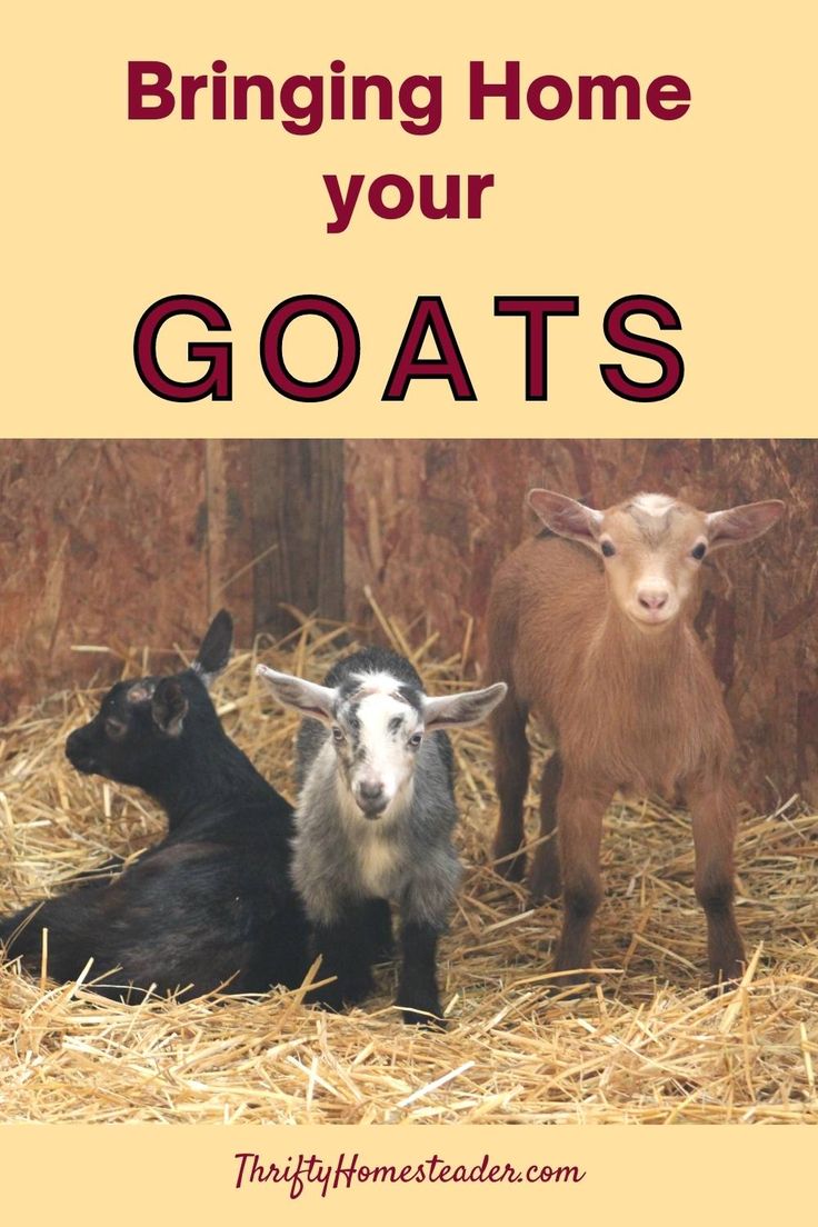 three goats sitting in hay with the words bringing home your goats on it's back