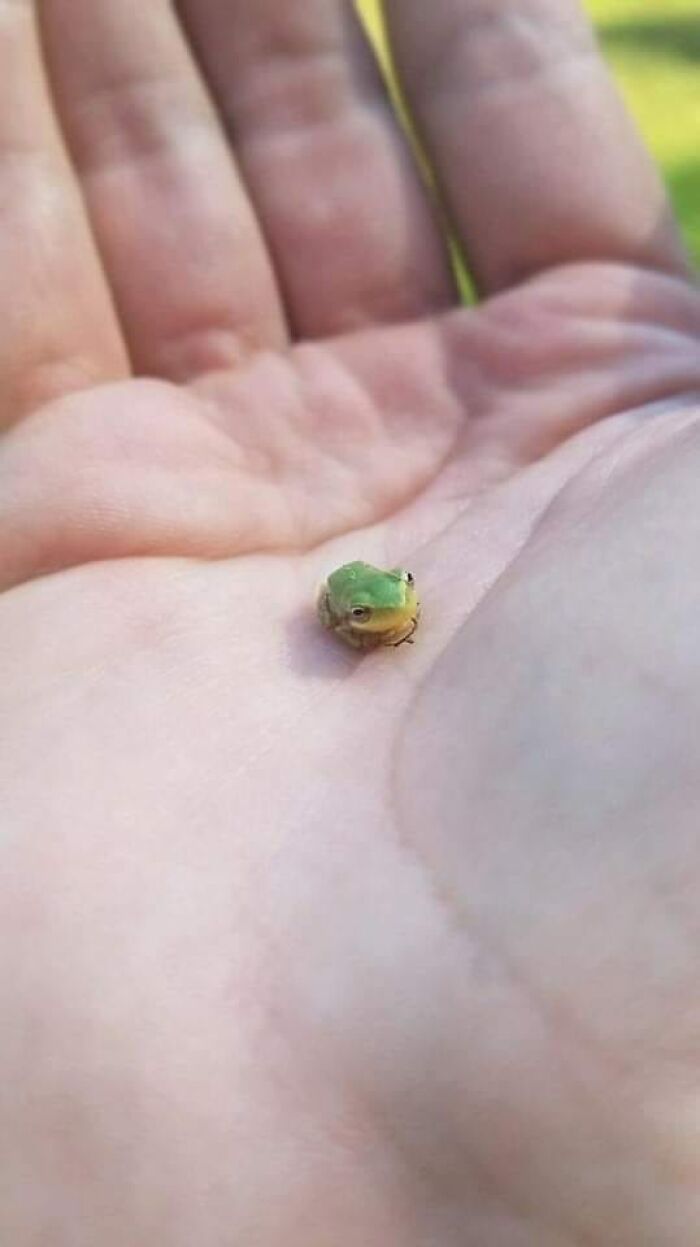 a small green lizard sitting on the palm of someone's hand