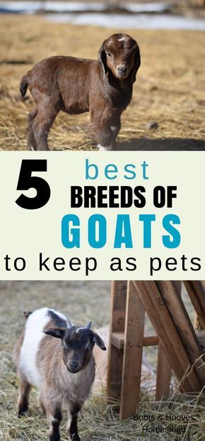 goats and sheeps are the best breeds for goats to keep as pets