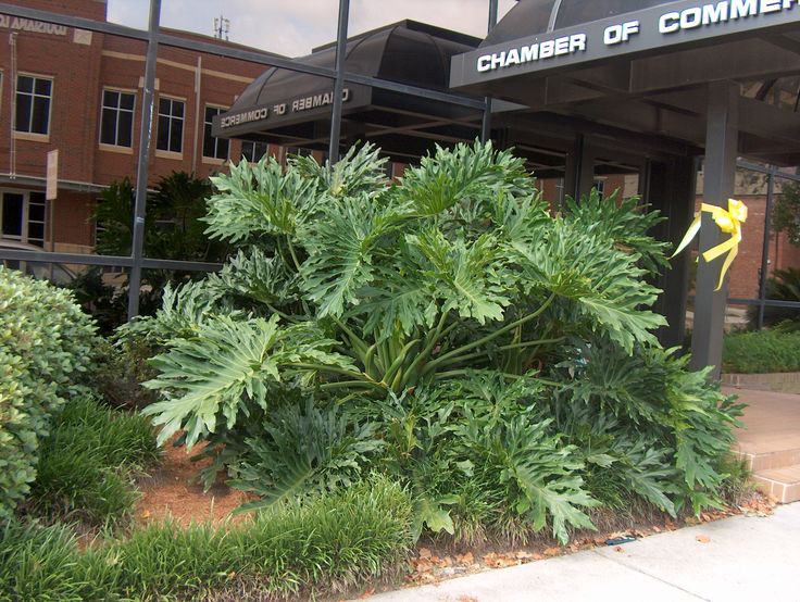 some plants are growing in front of a building