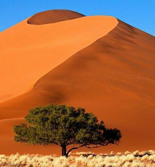 a lone tree stands in the middle of a desert landscape with sand dunes and blue sky