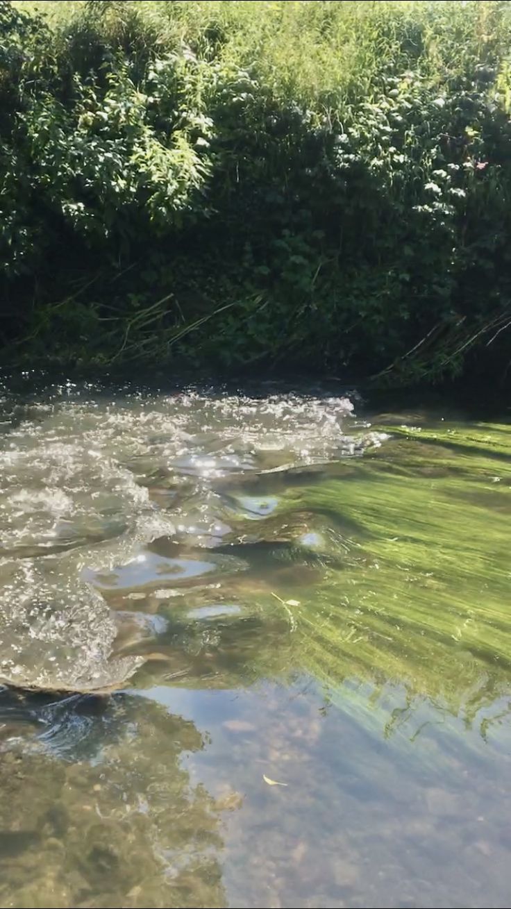 a man is fishing in the river with green algae on the water and trees behind him