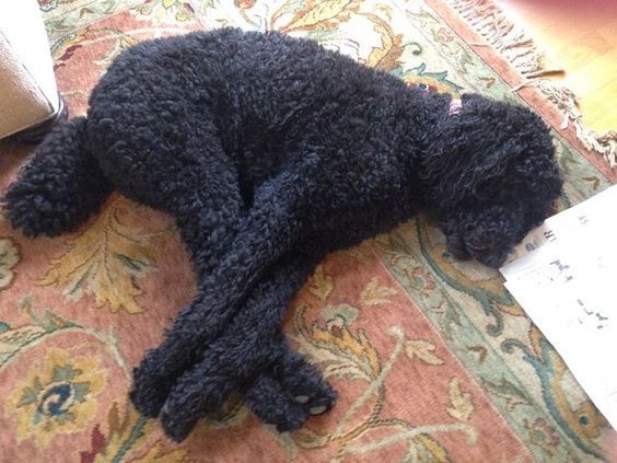 a small black dog laying on top of a rug