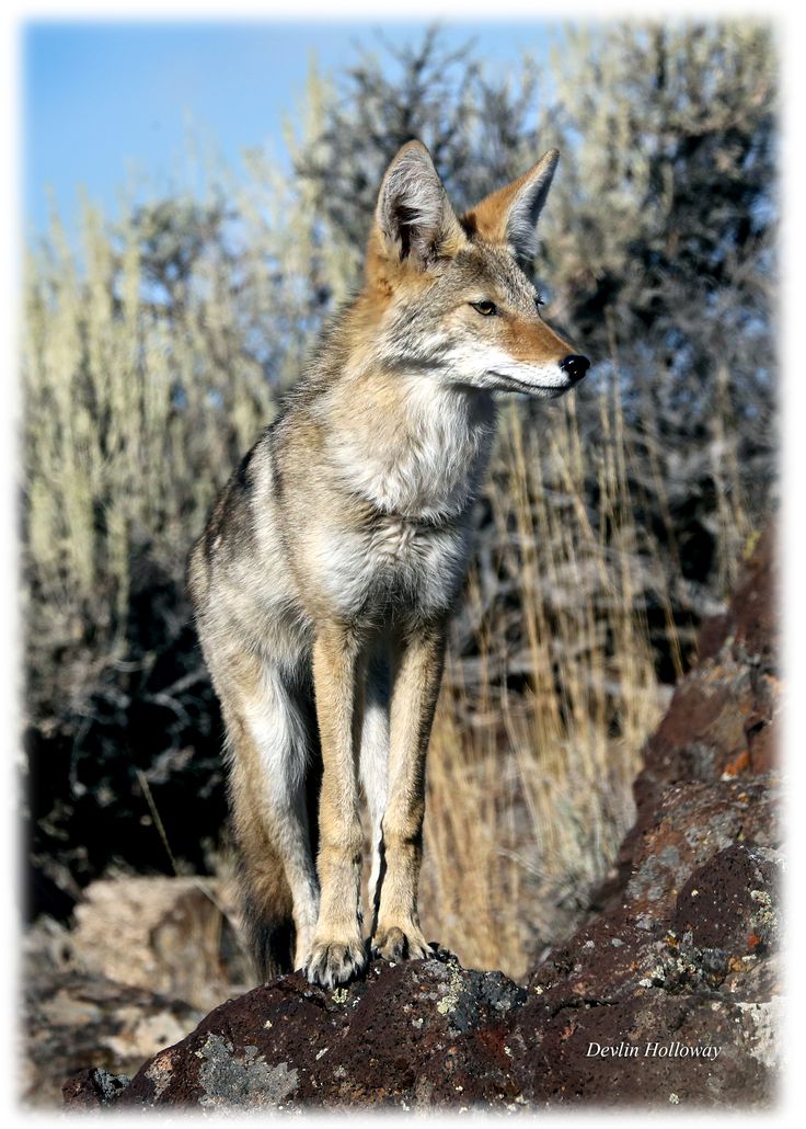 a fox standing on top of a rock