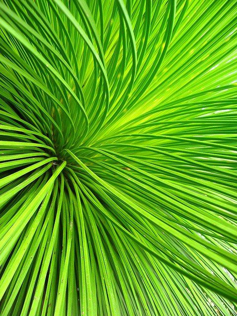 the top view of a green palm tree