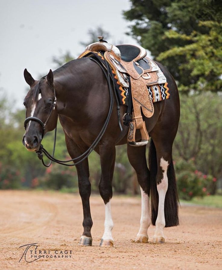 a brown and white horse standing on top of a dirt road