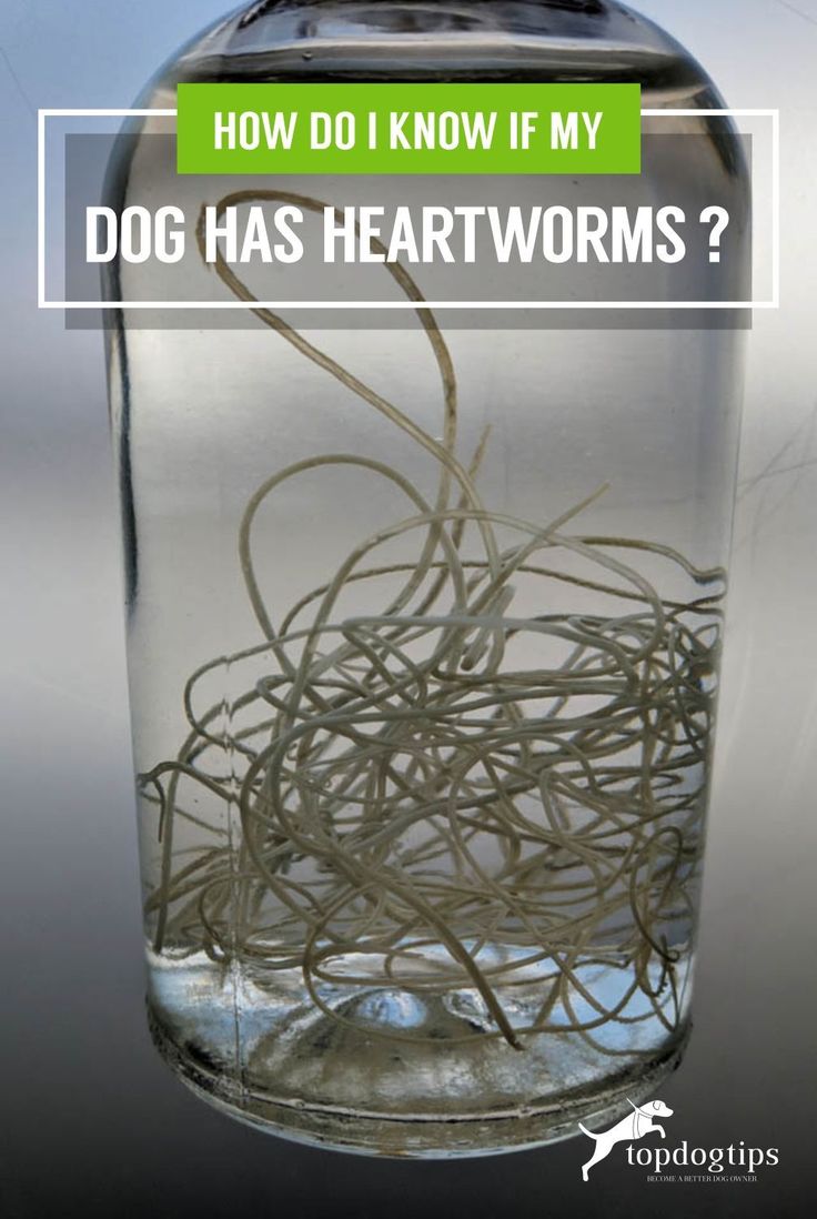 a glass jar filled with lots of tangled up wires and the words how do i know if my dog has heartworms?