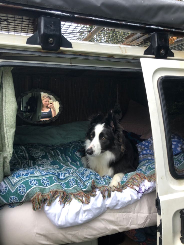 a black and white dog sitting in the back of a truck