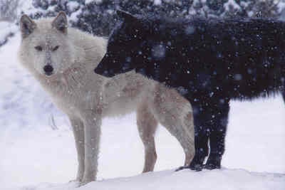 two white dogs standing next to each other in the snow