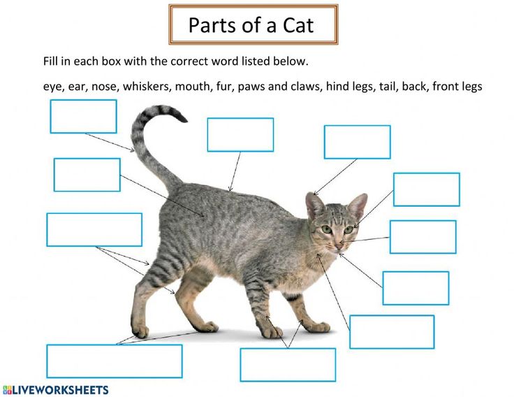 the parts of a cat are shown in this graphic above it's name and description