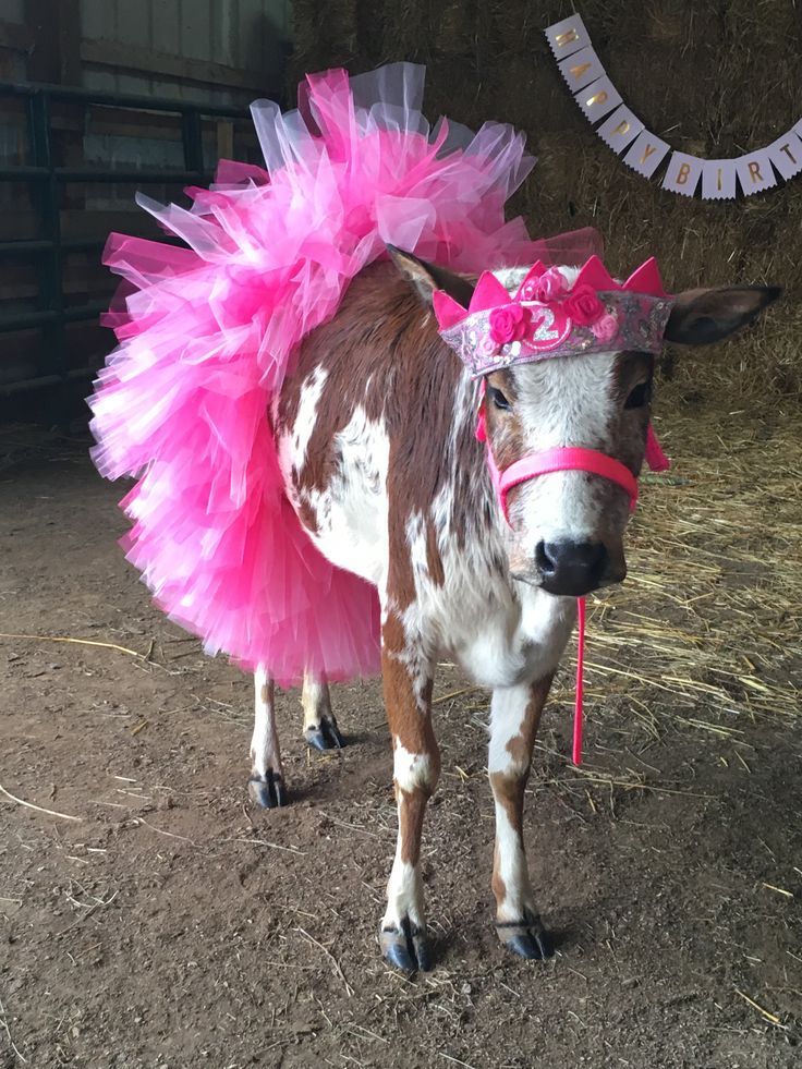 a brown and white cow wearing a pink tutu skirt on top of it's head