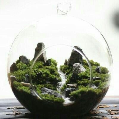 a glass bowl filled with moss and rocks