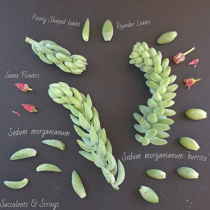 an image of seeds and their names on a table with flowers in the middle,