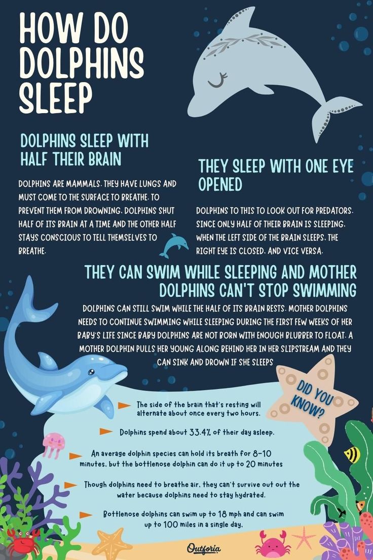 how do dolphins sleep? poster with information about the different types of animals and their names