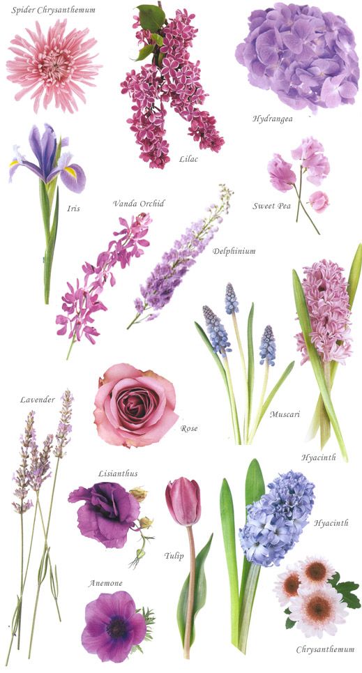 various flowers and their names are shown in this image, with the words lavender on it