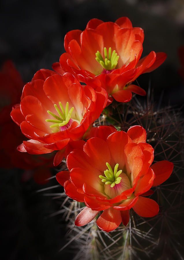 three red flowers are blooming in the sun on a cactus plant with green tips