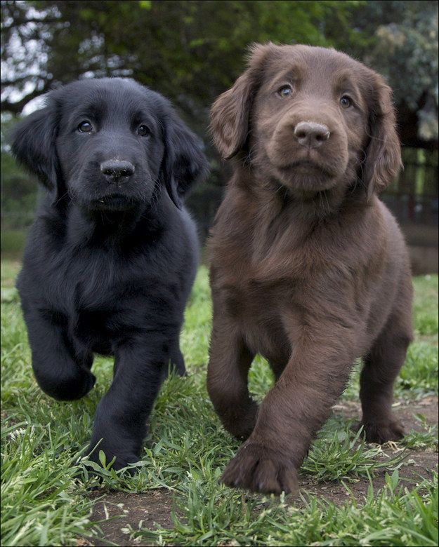 two brown and black dogs running in the grass