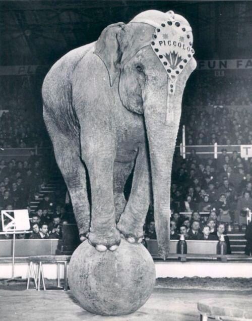 an elephant standing on top of a ball in front of a crowd at a circus