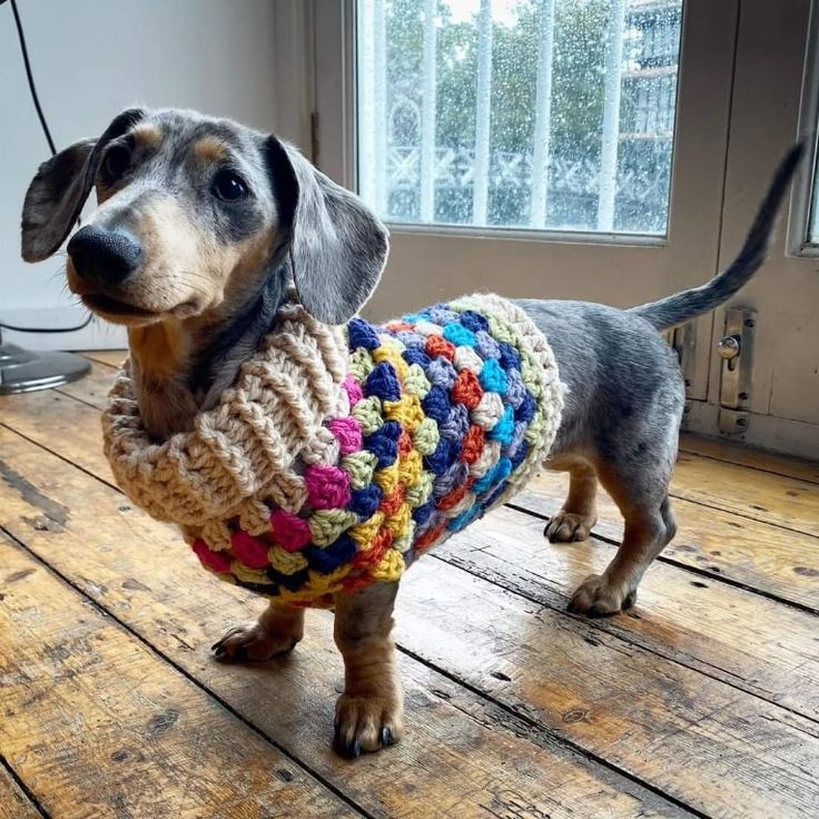 a dachshund wearing a colorful sweater standing on a wooden floor