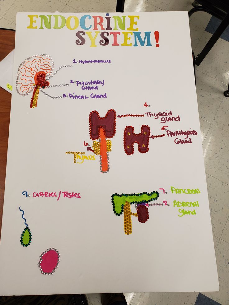 the endocine system is displayed on a white board