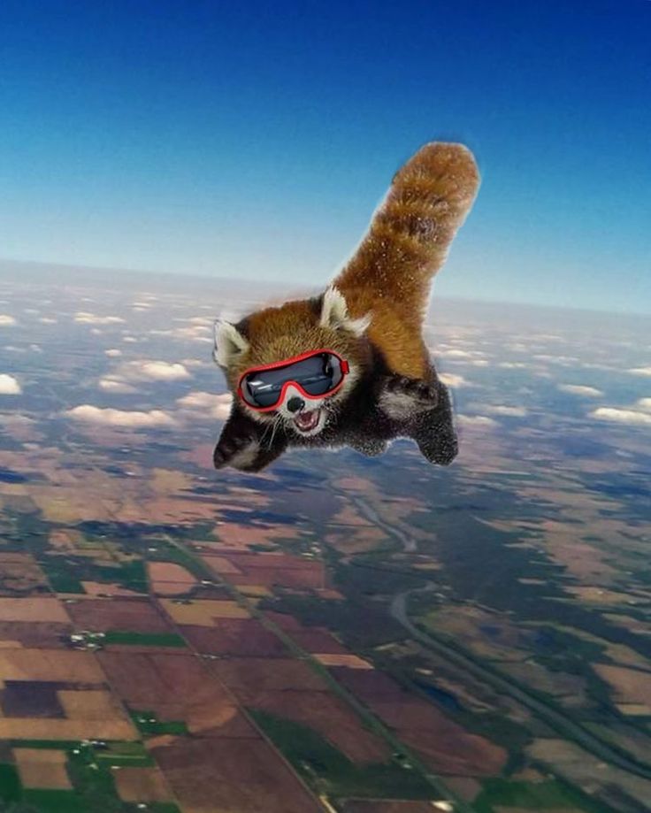 an animal wearing goggles flying in the sky