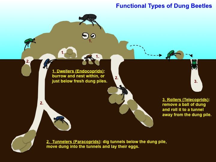 an illustrated diagram shows the functions of different types of dung beetles and how they are used