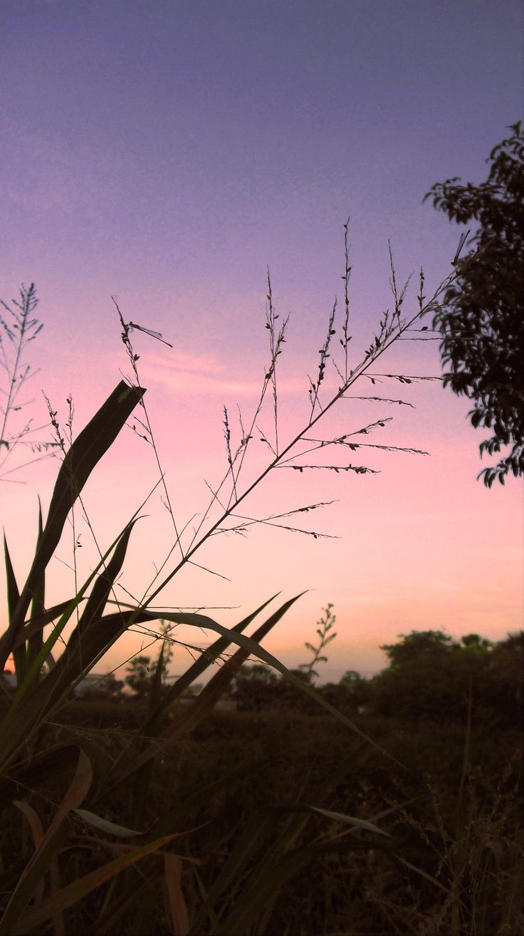 the sky is pink and purple with some grass in front of it at sunset or dawn