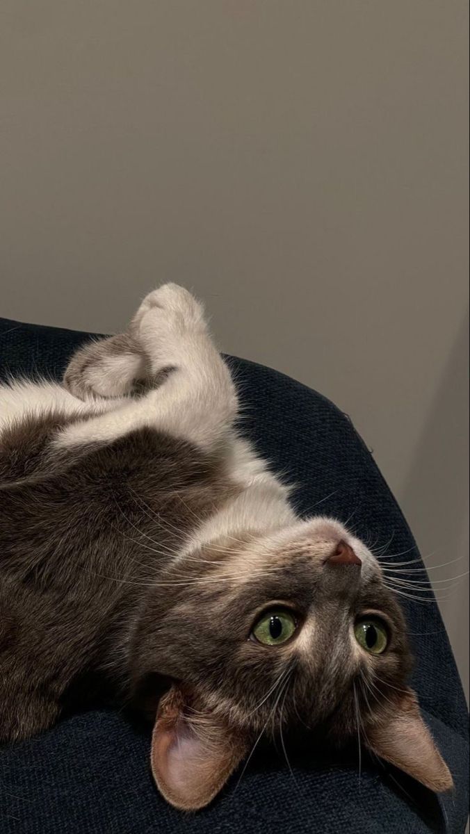 a gray and white cat laying on it's back with its paws in the air