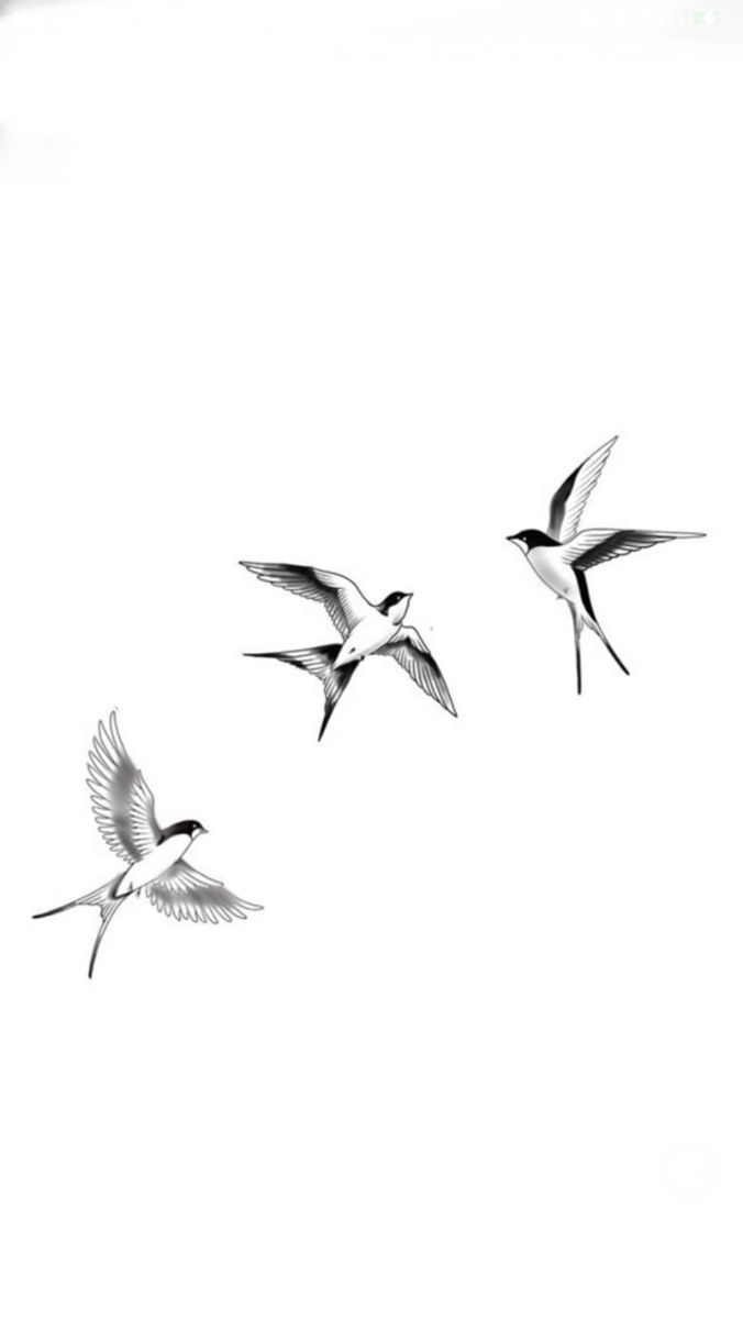 three birds are flying in the sky together