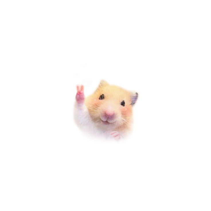 a hamster is peeking out from behind a white wall and waving at the camera