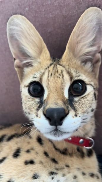 a close up of a cat on a couch