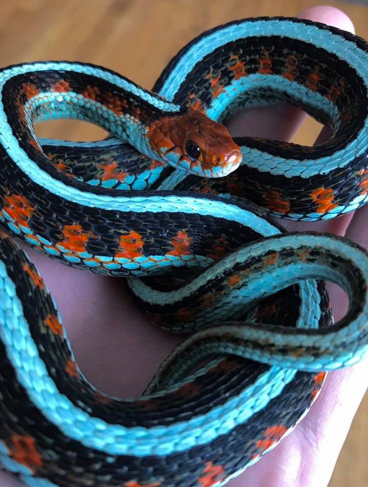 a small blue and orange snake on someone's hand