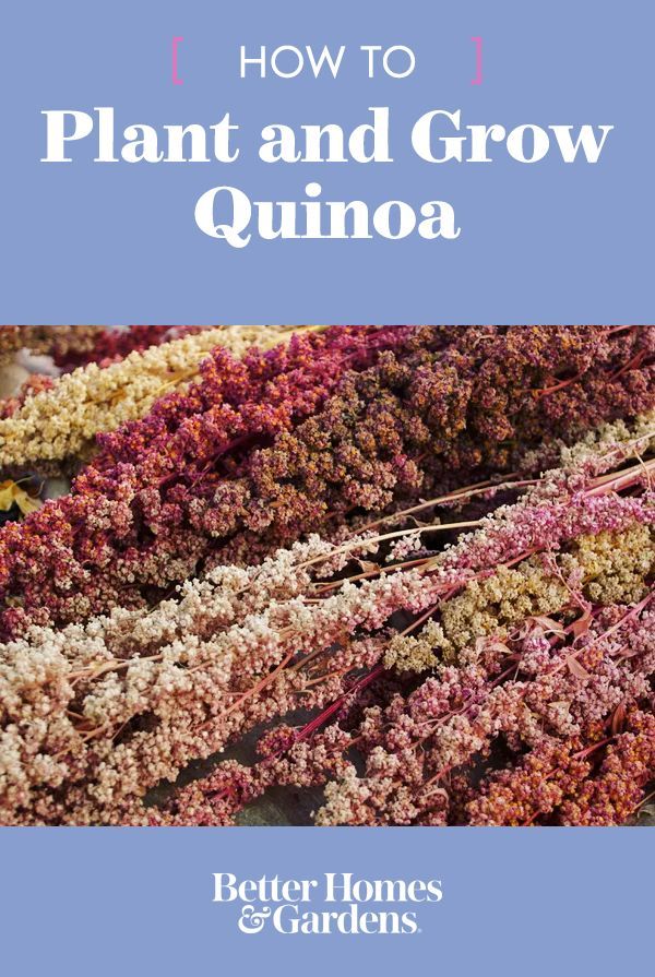 how to plant and grow quinoa