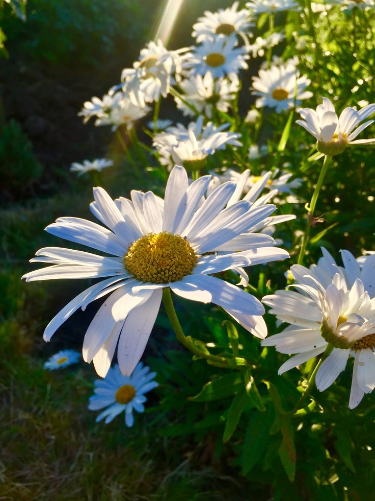 some white daisies are in the grass and sun is shining on one side of them