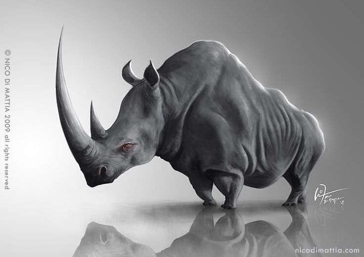 the rhinoceros are very large and have long horns