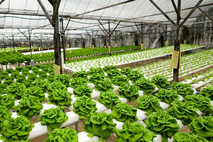 rows of green plants in a large greenhouse