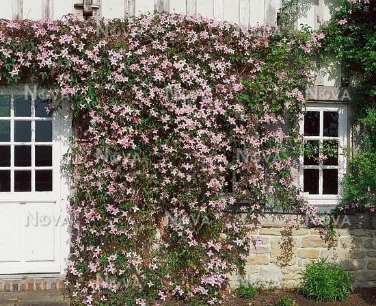 pink flowers growing on the side of a building