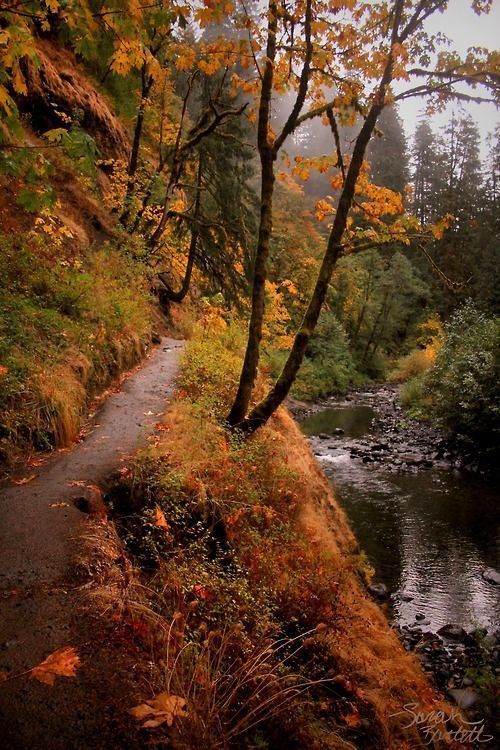 a small stream running through a forest filled with lots of trees and leaves on the ground