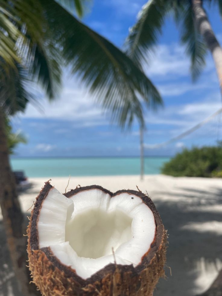 a coconut on the beach with palm trees in the background