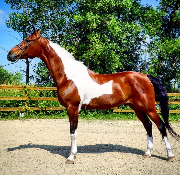 a brown and white horse standing on top of a dirt field