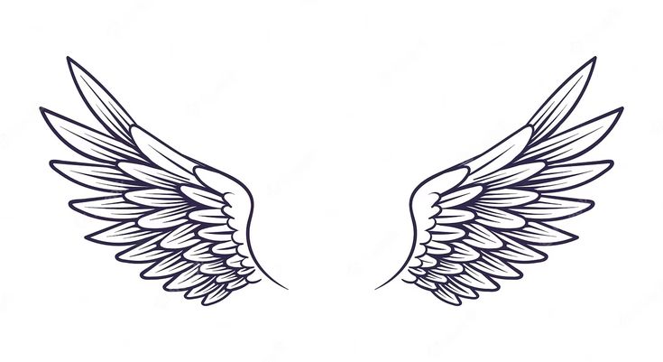 two wings with black outline on white background royalty illustration