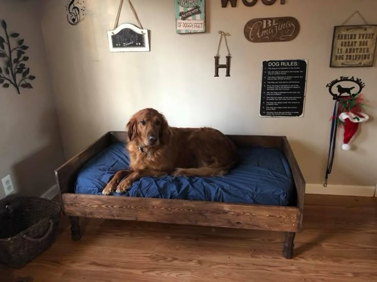 a brown dog laying on top of a blue bed in a room with wooden floors