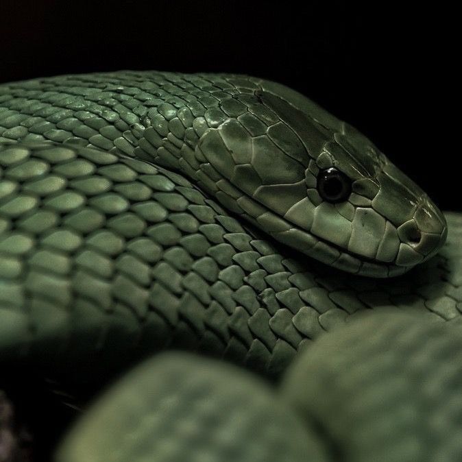 a close up of a snake's head on top of another snakes back end