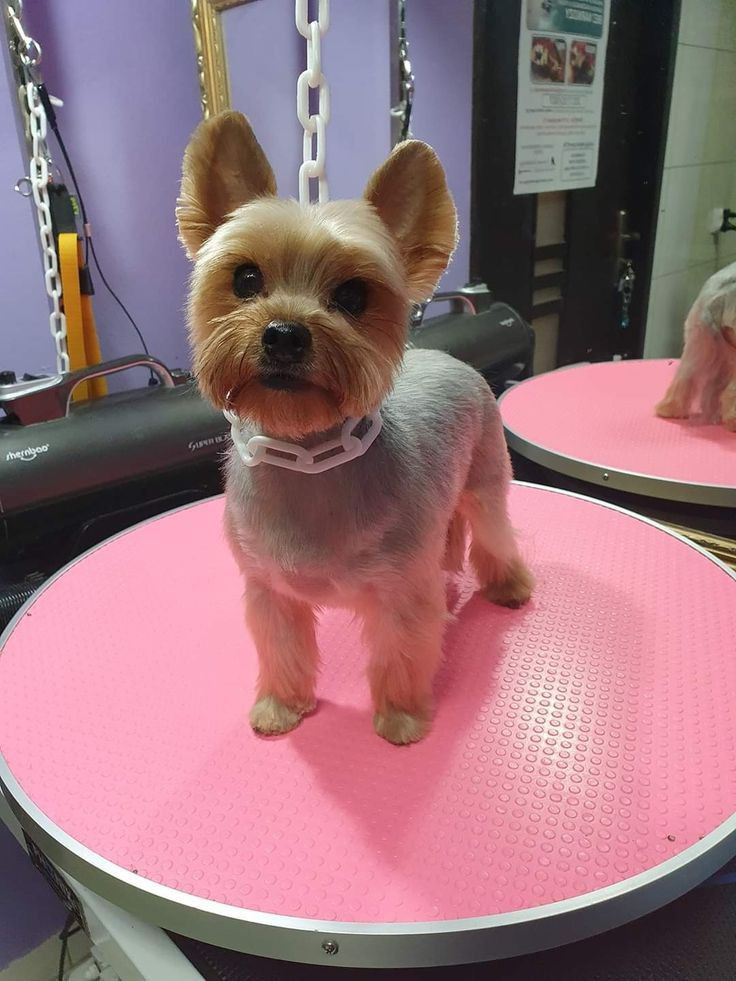 a small dog standing on top of a pink mat in a hairdressers shop