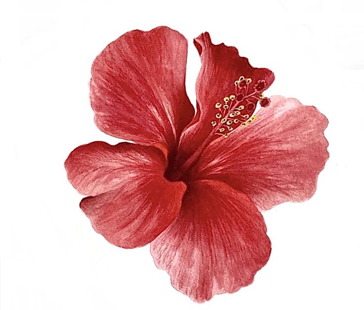 a red flower on a white background