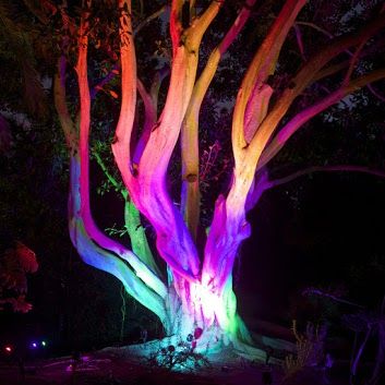 an illuminated tree in the dark with bright lights on it's trunk and branches