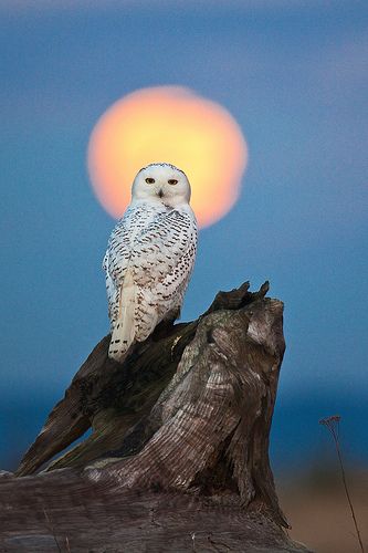 an owl sitting on top of a tree stump with the moon in the sky behind it