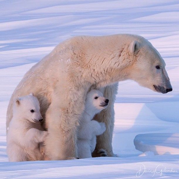 an adult polar bear with two cubs sitting in the snow on top of it's back