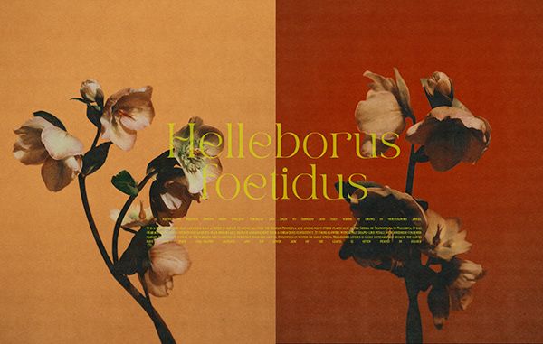 an image of two different flowers with the words helloborn's bedius on them