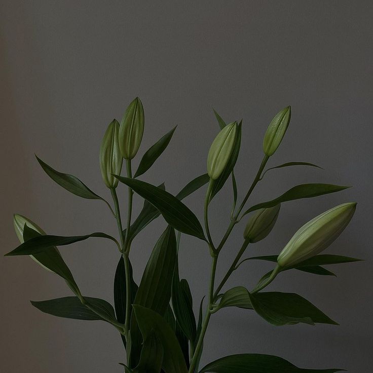 a plant with green leaves in a vase